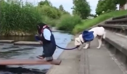 Video: Phì cười với cảnh chú chó được khỉ dắt qua sông
