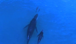 Kỳ thú cảnh mẹ con cá voi tung tăng theo đuôi mẹ con cá heo