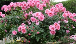 “Nịnh” sếp bà bằng hoa hồng 50 triệu đồng