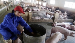 Nữ đại gia không biết chữ thu hàng tỷ đồng từ trang trại lợn