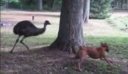 Video: Hài hước cảnh chim và chó rượt đuổi nhau quanh gốc cây