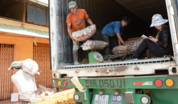 Cấm nhập khoai tây Trung Quốc về Đà Lạt