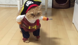 Chú mèo gây sốt khi được hóa trang thành cướp biển Caribbe