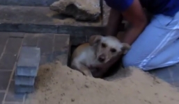 Cảm động màn giải cứu chú chó suýt bị chôn sống