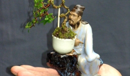 Đại gia Việt “săn đón” cây cảnh mini giá hàng nghìn đô