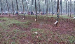 Ôm thi thể nhiều thương tích của bạn kêu cứu giữa lô cao su