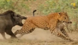 Lợn rừng mẹ điên cuồng quyết chiến với báo đốm cứu con