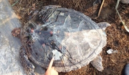 Phát hiện rùa biển quý hiếm nặng 35kg lạc vào phá Tam Giang