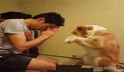 Chú chó chắp tay cầu nguyện cùng chủ, khiến dân mạng thích thú