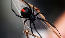 Cận cảnh loài nhện góa phụ đen có nọc độc gấp 15 lần rắn chuông