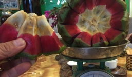 Cận cảnh na rừng nặng 5kg, 1 triệu/quả gây sốt