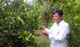 Nông dân phát tài nhờ lá chanh xuất khẩu sang trời Tây 