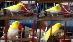 Nuôi chim quý, đại gia thu tiền tỷ