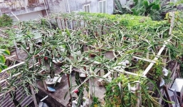 Giàn thanh long trăm cây sai lúc lỉu ở Hải Phòng