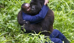 Tình bạn giữa khỉ đột khổng lồ và con người ở rừng sâu