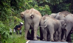 Video: Đàn voi nổi giận, thanh niên chắp tay xin tha mạng