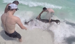 Video: Cận cảnh du khách bắt cá mập bằng tay không