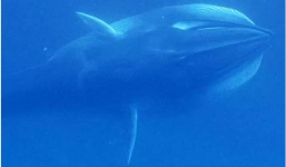 Video đầu tiên cận cảnh cá voi Omura hiếm gặp nhất hành tinh