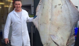 Bắt được 'thủy quái' cá bơn khổng lồ nặng 200kg