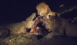 Cá sấu một mình quyết chiến với hai con sư tử đói 