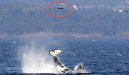 Cá voi dùng đuôi hất văng hải cẩu lên 20 mét