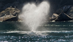 Cá voi lưng gù phun nước hình trái tim để “tỏ tình”