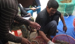 Dân nuôi tôm điêu đứng vì tôm hùm rớt giá mạnh 