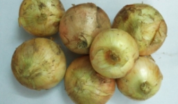 Nguồn cung hành tây Đà Lạt không đủ dù giá cao kỉ lục