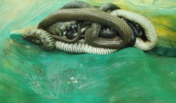 Phát hiện 2 người đàn ông mặc áo nhà sư thả rắn lúc nửa đêm