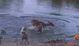 Video: Hãi hùng cảnh linh dương bị bầy chó hoang xẻ thịt