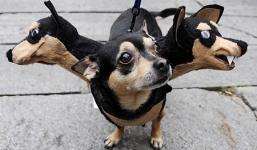 Lễ hội Halloween dành cho chó độc đáo tại Ukraine