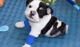 Chú chó 2 chân “đốn tim” cư dân mạng