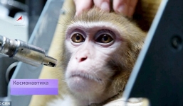Nga huấn luyện khỉ để đưa lên sao Hỏa