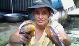 Nông dân Đồng Tháp thu 500 triệu đồng mỗi năm nhờ nuôi lươn