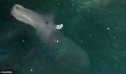 Phát hiện “quái vật” kì lạ dưới đáy biển