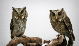 Cá kim long 24k, chim cú mèo tiền triệu của dân chơi Hà thành