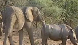 Video: Voi đực 'tán tỉnh' tê giác cái để giao phối vào mùa sinh sản