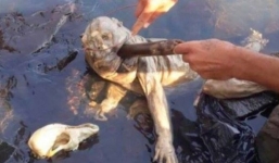 Xác quái vật bí ẩn 'quỷ hút máu dê' xuất hiện ở Paraguay