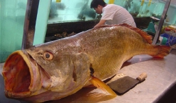 Lý giải cá sủ vàng 2,5 tỷ đồng/con gây sốt