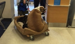 Chú chó 74kg đi máy bay vé hạng nhất gây sốt mạng xã hội