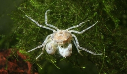 Giới chơi thủy sinh Việt mê mẩn cua nhện 50.000 đồng/con