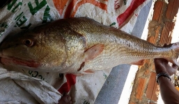 Bắt được cá sủ vàng nặng 7kg giá tỷ đồng ở Khánh Hòa