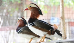 Vịt uyên ương 12 triệu đồng/cặp gây sốt