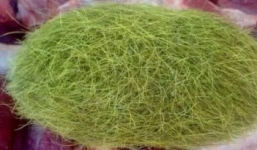 Phát hiện quả trứng lạ trị giá hơn 21 tỷ đồng trong dạ dày lợn