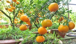 Rục rịch bán quýt hồng 6 triệu/chậu trưng tết