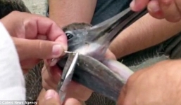 Video: Ngư dân giải cứu bồ nông mắc vào lưỡi câu