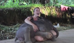 Video: Thú vị với hình ảnh chú voi con nũng nịu đòi ôm cô gái
