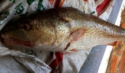 Cá sủ vàng ở Khánh Hòa: Trả 300 triệu đồng không bán