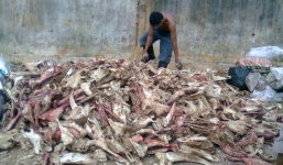 Bắt giữ gần 10 tấn xương lúc nhúc giòi để sản xuất bột nêm