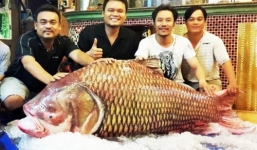 Liên tiếp cá quý trăm cân giá trăm triệu lọt lưới